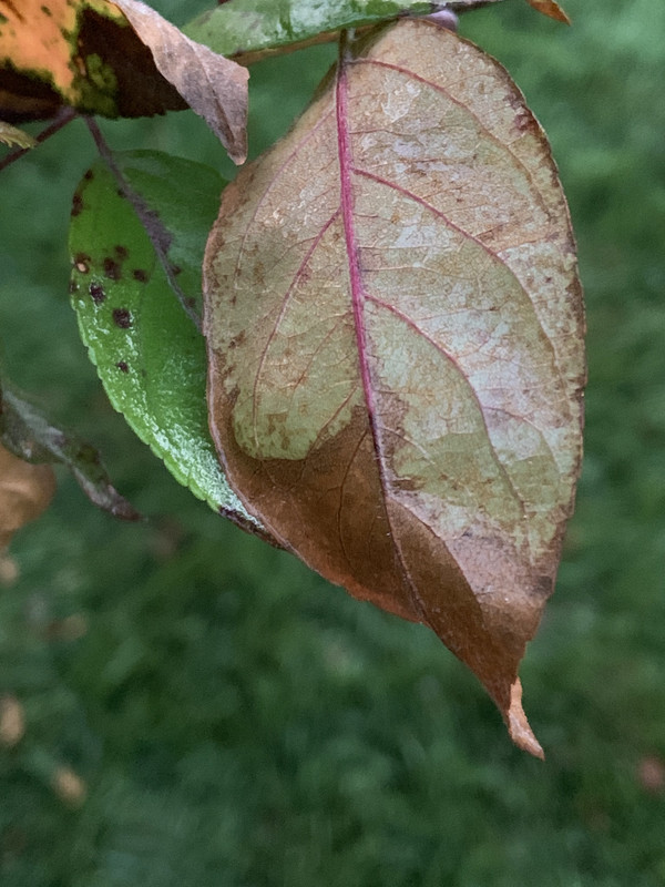 B717A004-1DE3-4E30-BA26-4E05BC62B55A