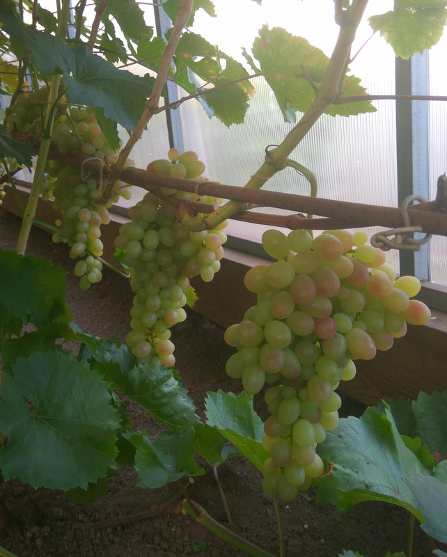 Тасон фото от 22.08.2018.,,