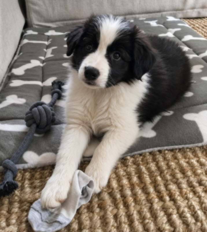 Anya laying next to a lone sock