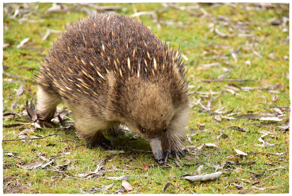 Lake St Clair National Park - Australia (II): Recorriendo Tasmania (2)