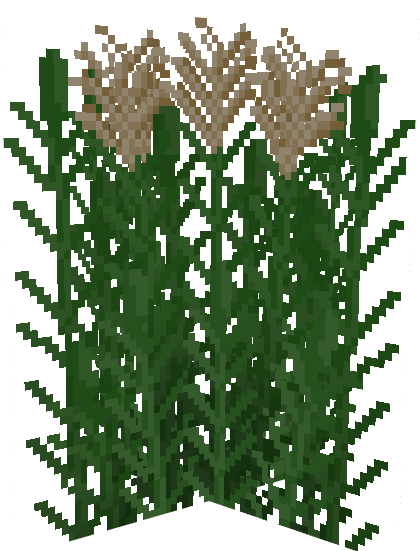 Phragmites sp.