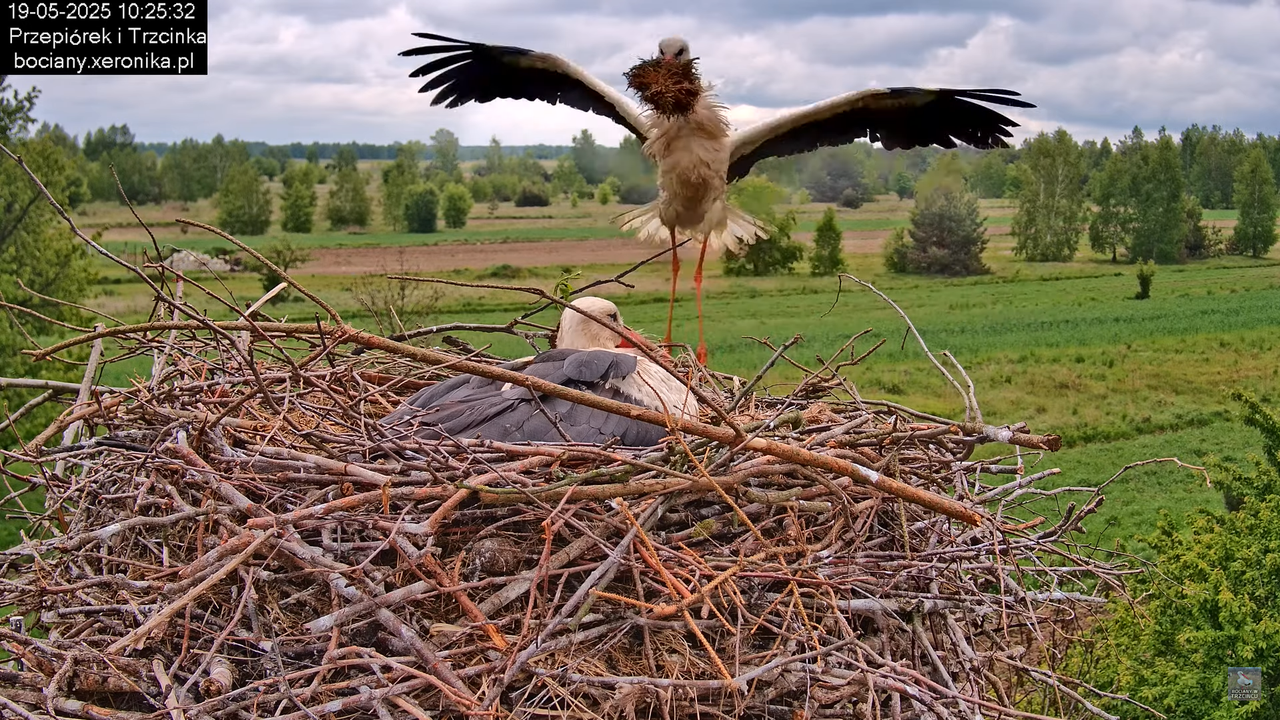 19052025bociany17