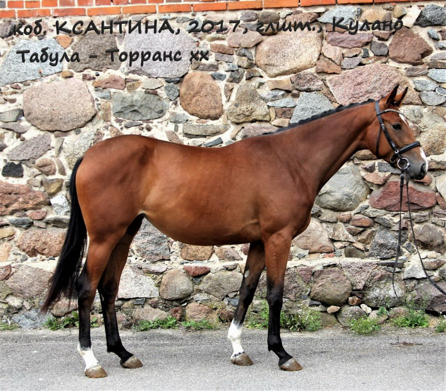 Ксантина-1-1024x898