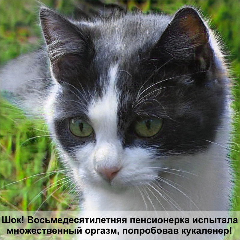 бурманская кошка окрас соболь