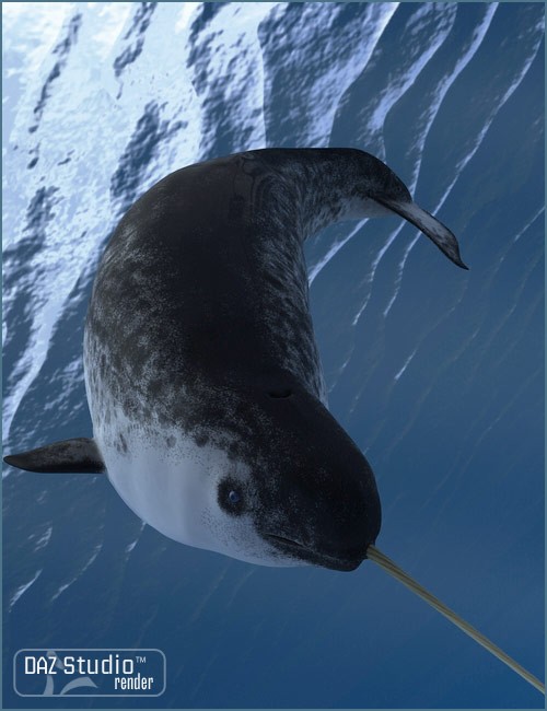 Narwhal