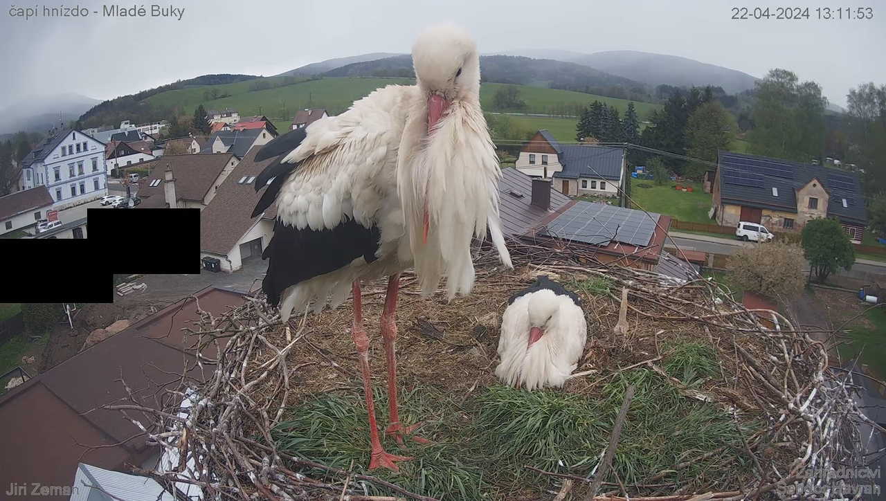 Tiešraides kamera — Mladé Buky — stārķa ligzda 16-20-34 screenshot