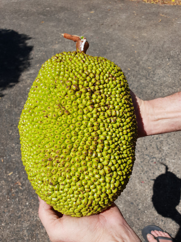 dwarf jack fruit