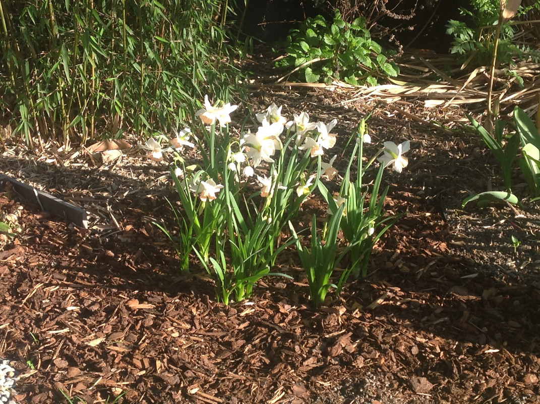 Garten Impressionen April 2015 (206)