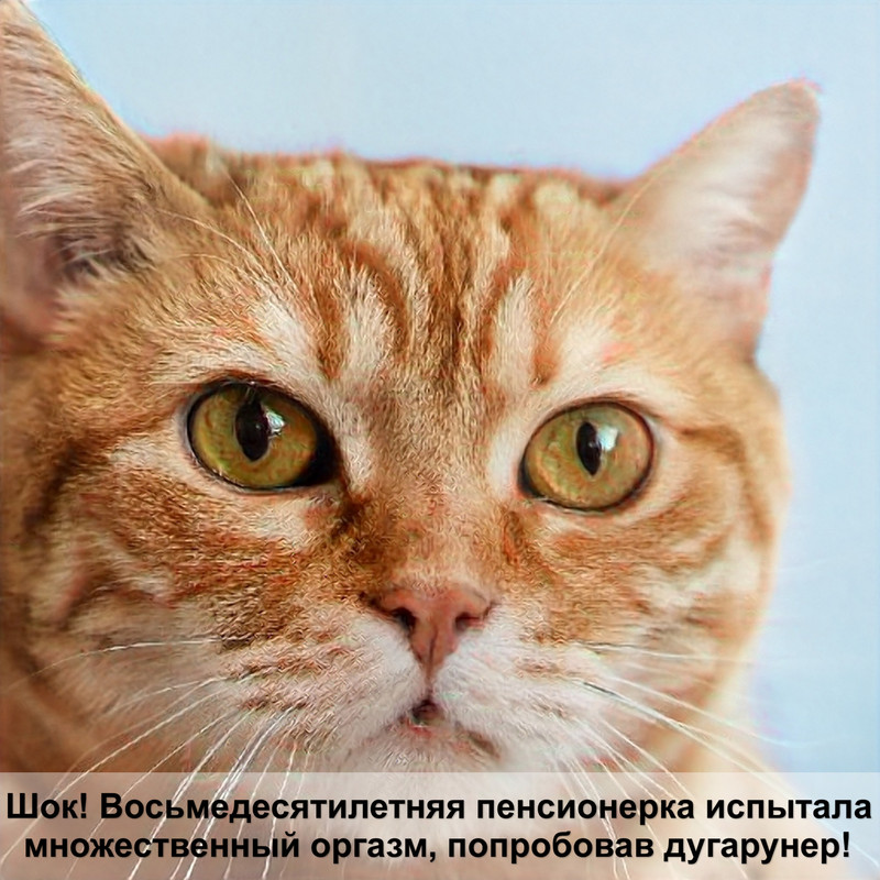 окрас биколор у кошек