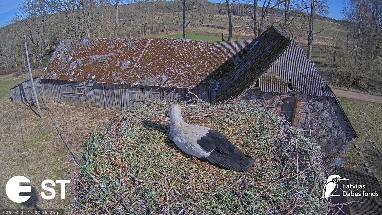 Baltie stārķi (Ciconia ciconia) Tukuma novadā __ White storks in Tukums, Latvia - YouTube - 766_41