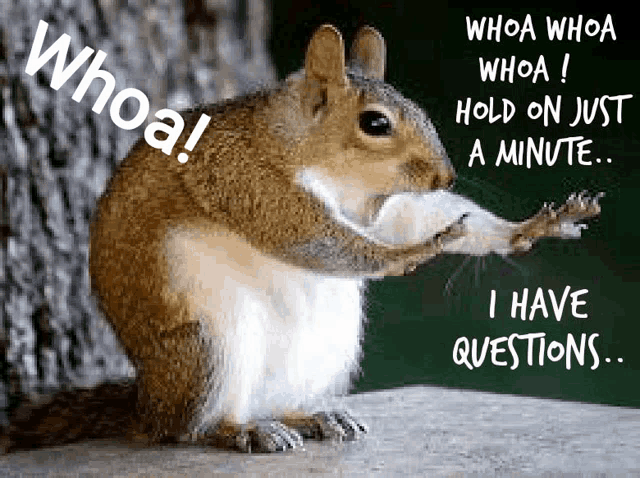 question-squirrel-whoa