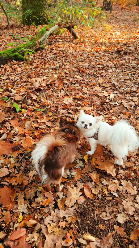 Lumii 20251107 134209588