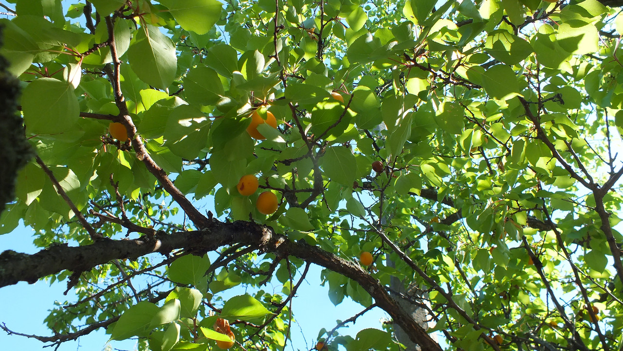 DSCF8837