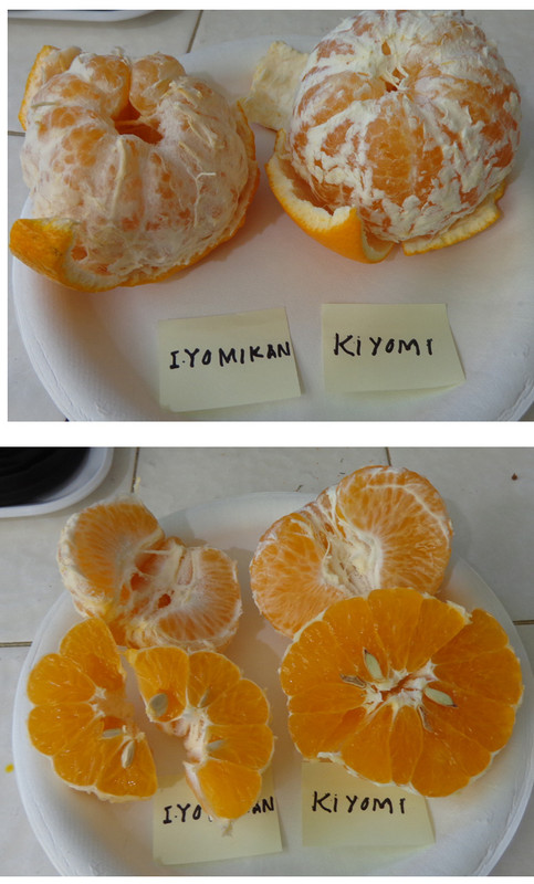 Kiyomi-Tangor (VI-461)8