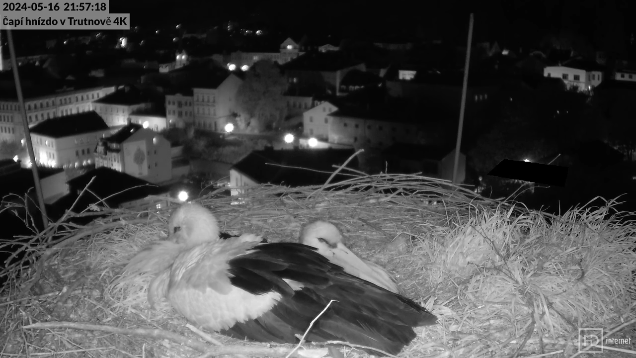Živě z čapího hnízda na pivovarském komíně v Trutnově 12-1-38 screenshot