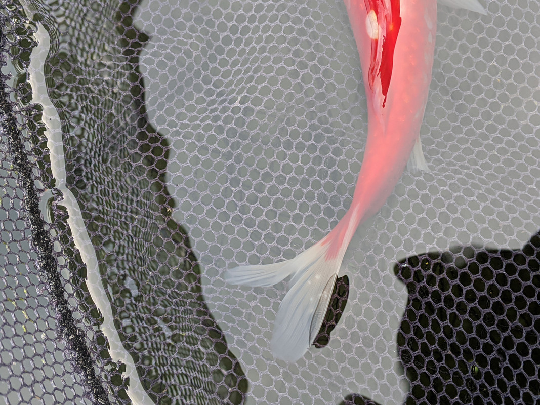 PXL_20201005_150631584.MP