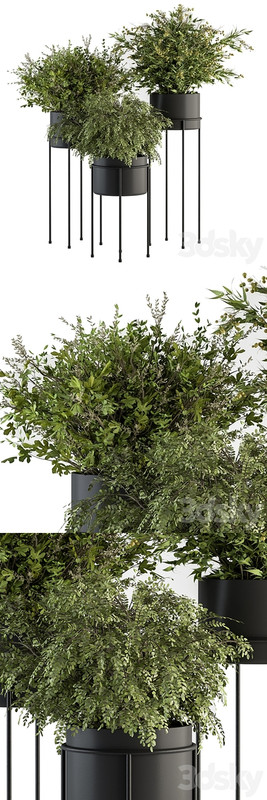indoor Plant Set 371- Bush and Plant Set in Black stand