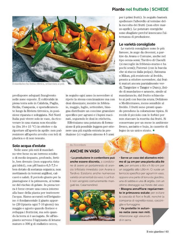 Il Mio Giar Dic 2022-Gen 2023 (12)