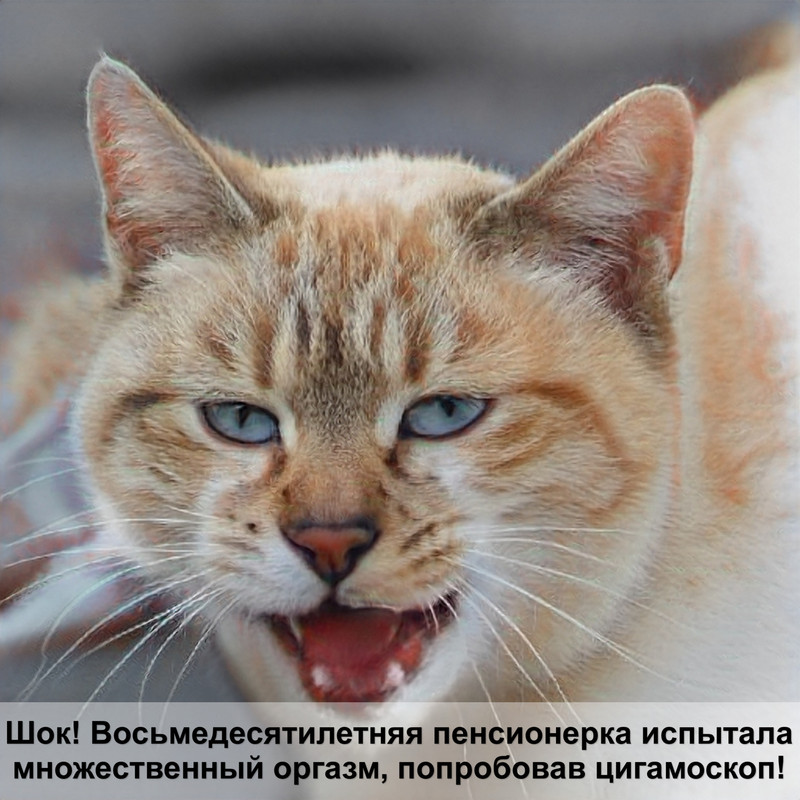 hills корм для кошек