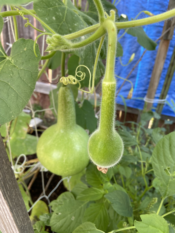 [Image: 588-E8-B2-B-672-A-42-C0-AE95-9824434-C9-A10.jpg]