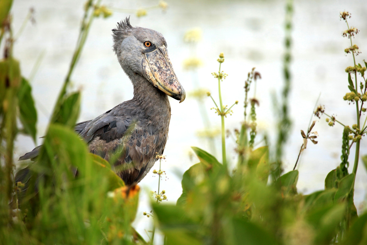 Close view of Shoebill bill and plumage