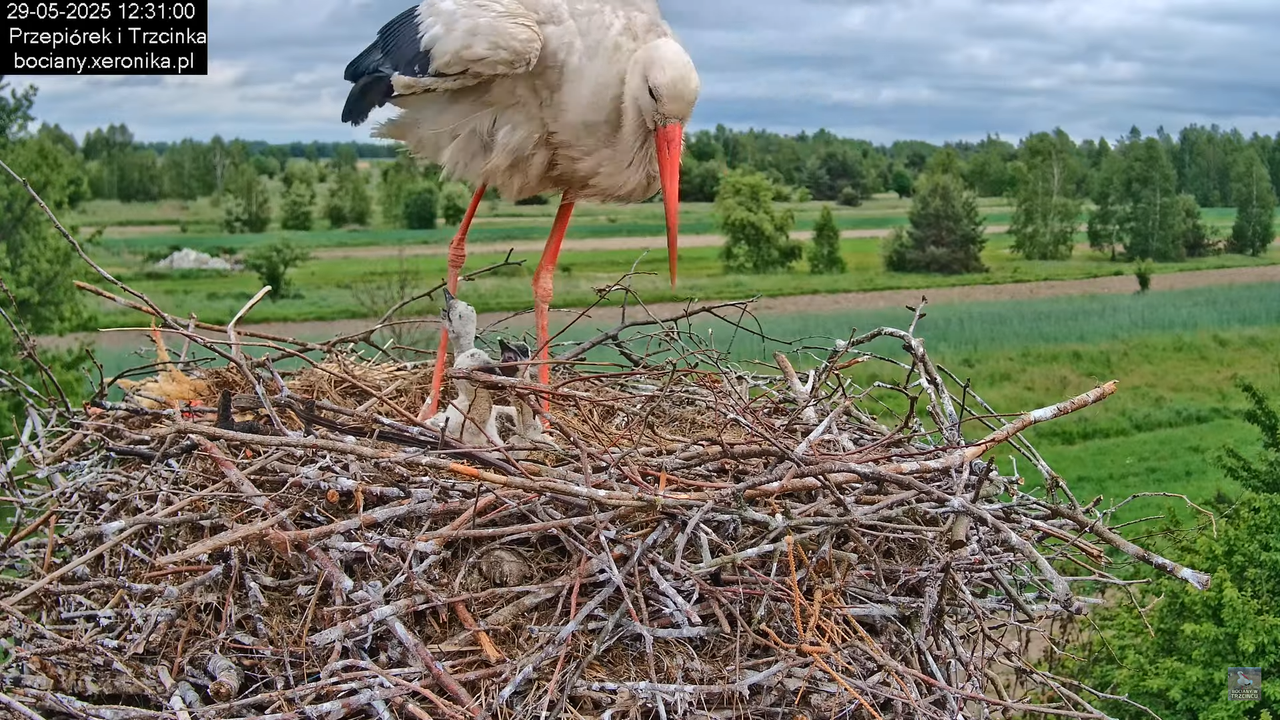 29052025bociany11