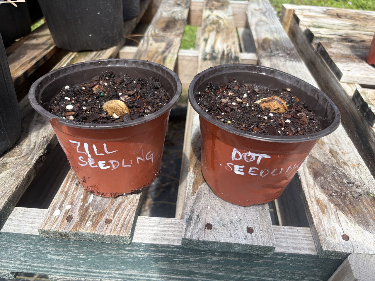 Zill Dot Future Seedlings
