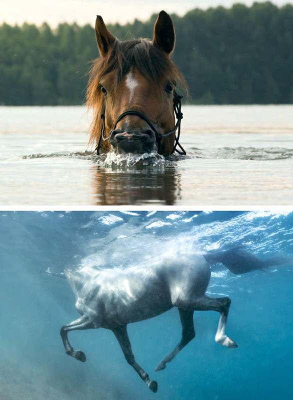 Il Mio Cav (Lug 2022) 3