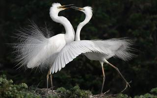 dòng - DÒNG TRUYỆN THƠ VUI VỀ ĐỜI SỐNG, TÌNH CẢM & MƯU SINH...Của Nguyễn Thành Sáng&Tam Muội White-birds-cranes-dance-1920x1200