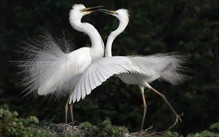 Thơ họa Nguyễn Thành Sáng & Tam Muội (690) White-birds-cranes-dance-1920x1200