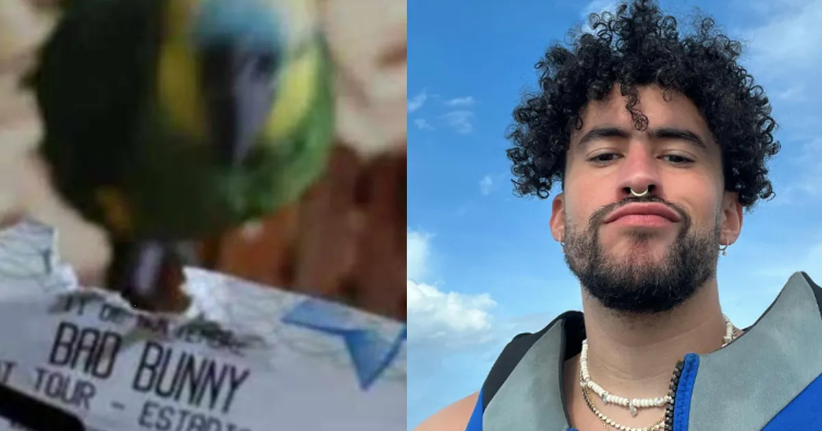 Loro despedaza boleto de su dueña para el concierto de Bad Bunny