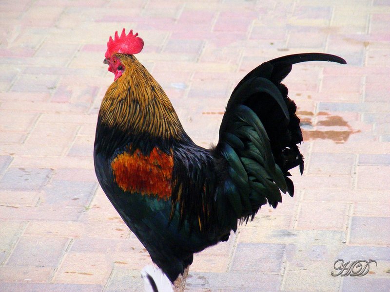 Animal-Rooster-HD.jpg