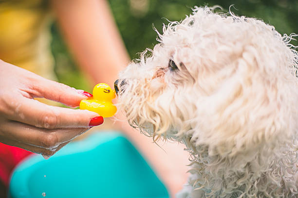 goldendoodle-detangler-spray-5.jpg