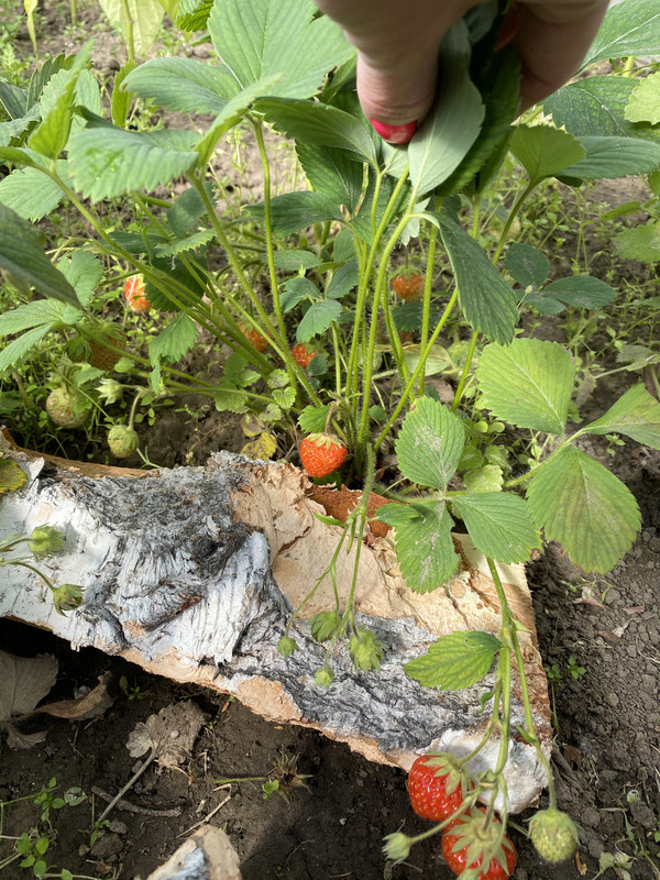 2B18A801-C30A-4728-AF55-D498EF17C140