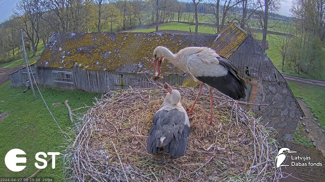 Baltie stārķi (Ciconia ciconia) Tukuma novadā - LDF tiešraide __ White storks in Tukums, Latvia 13-1