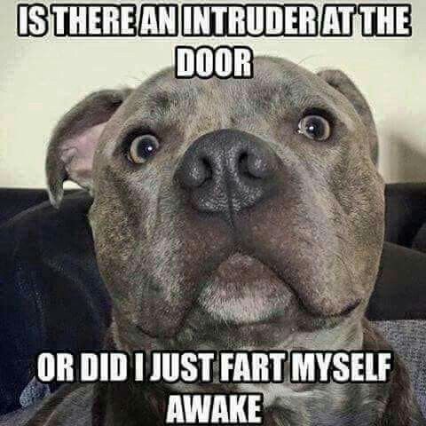 Dog Humor #2