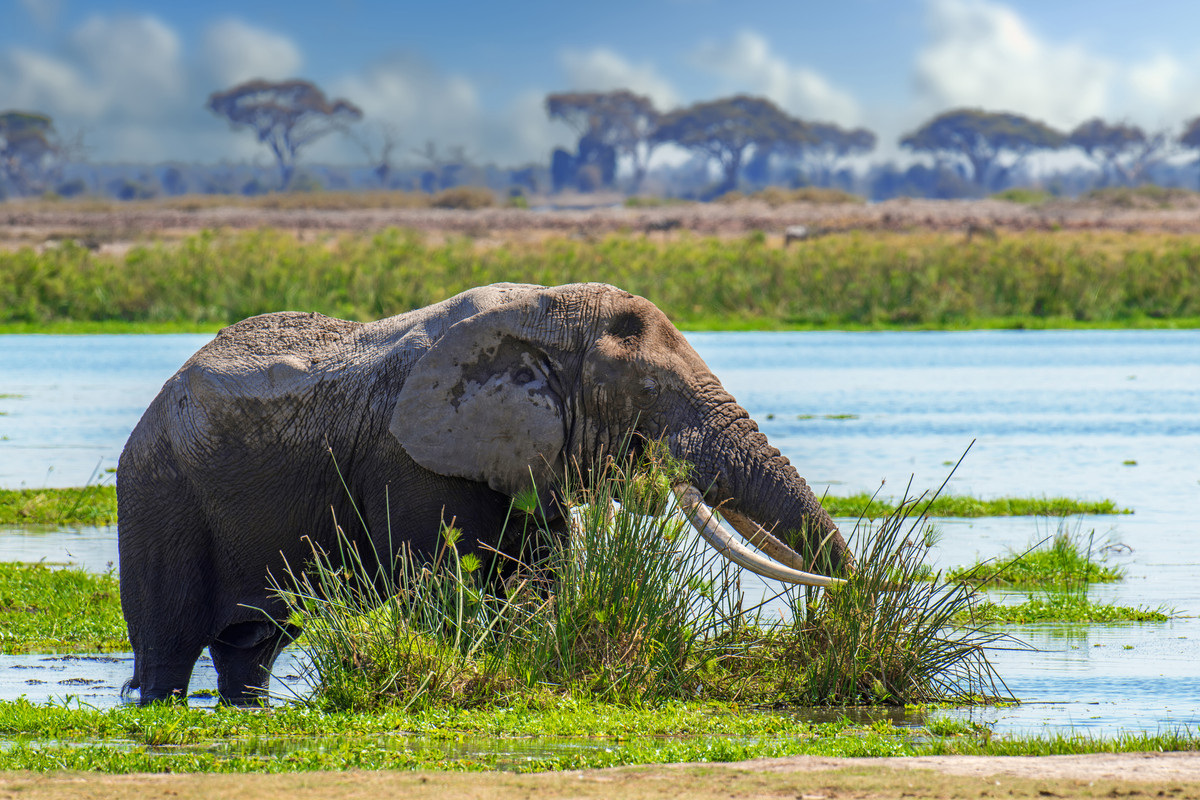 Elephant standing in wide water pool