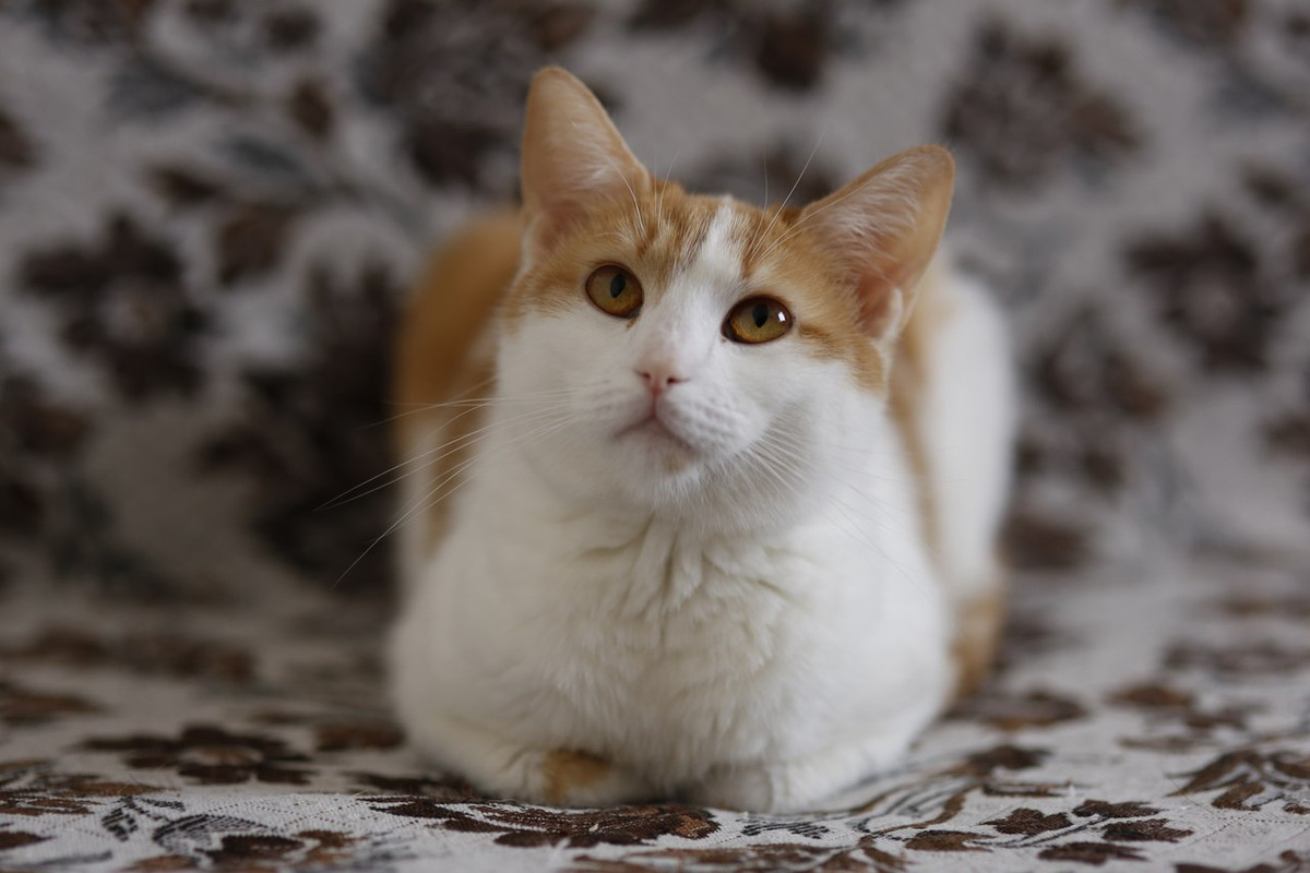 Апельсинка1