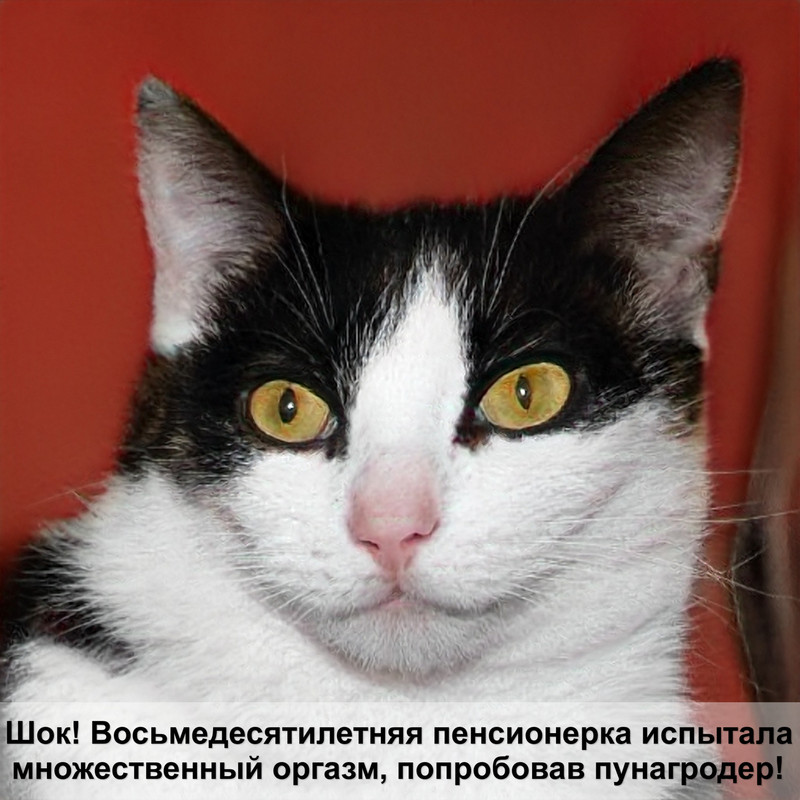 самая маленькая дикая кошка