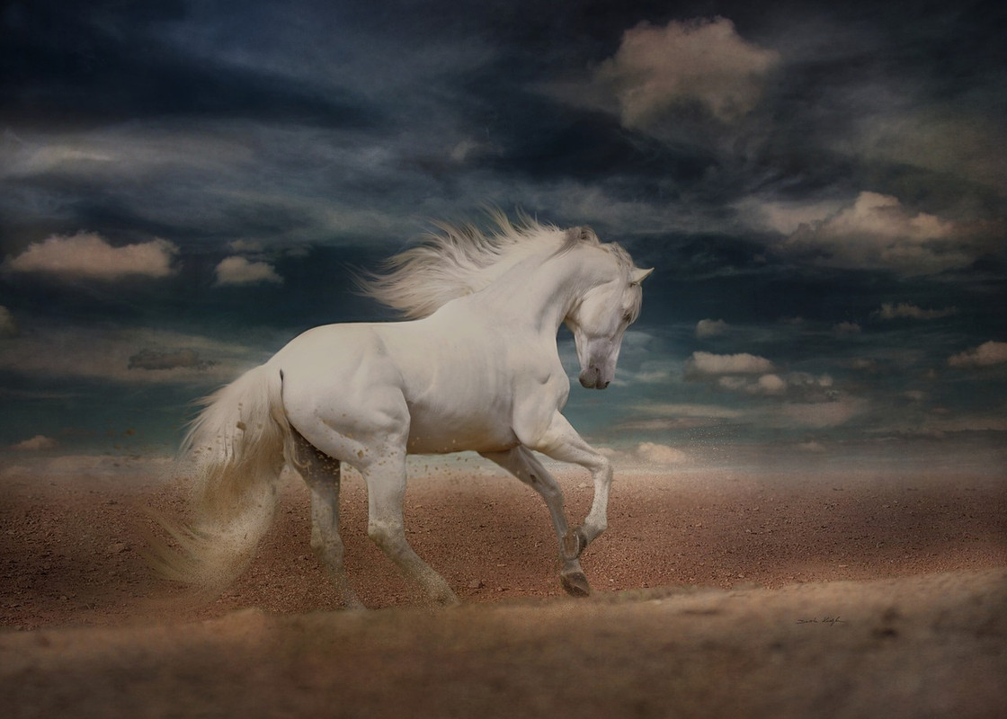 white-horse-4031101-1280.jpg