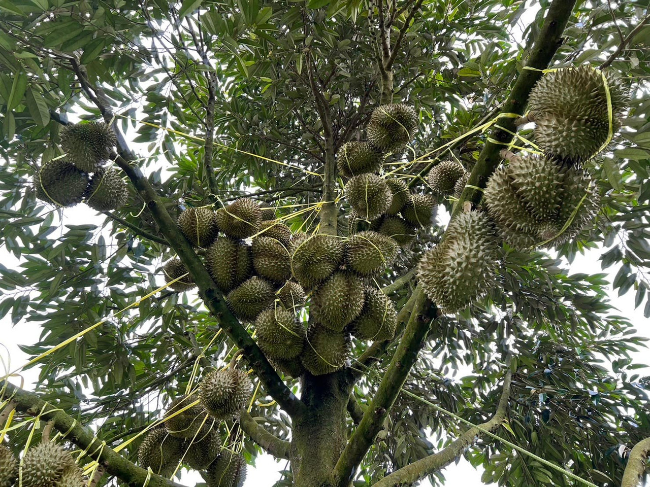 Durian Farm 2