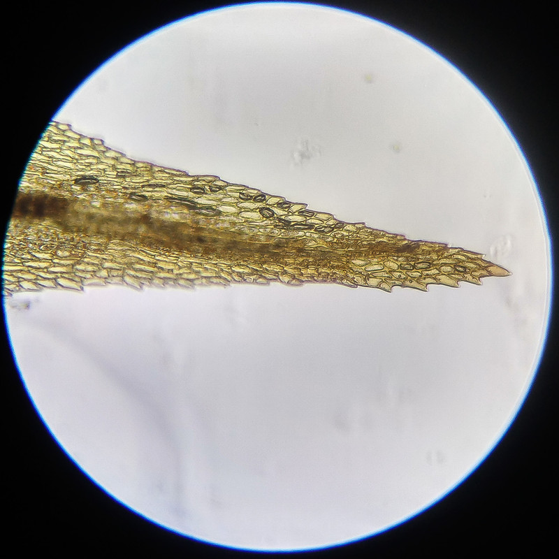 IMG 20250614 112327 HDR