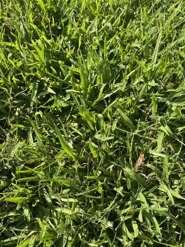 What type of grass do I have? Home & Garden