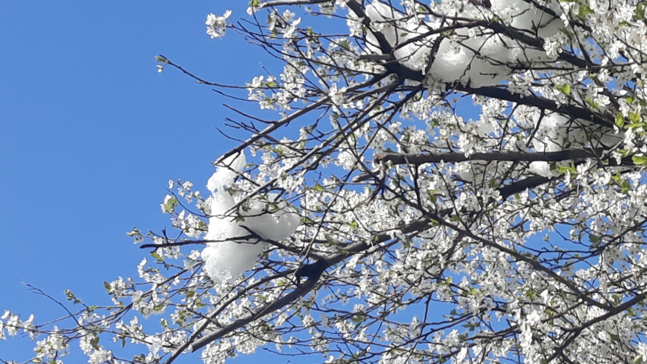 Screenshot_20200403-100545_Gallery