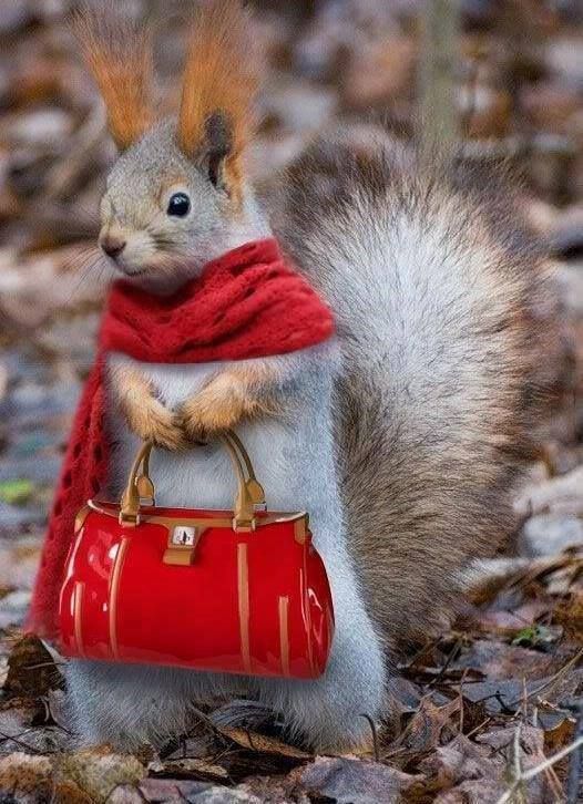 redsquirrel.jpg