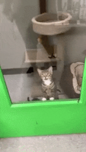 Ne-Fsyt-E.gif