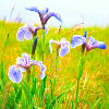 4spring-iris