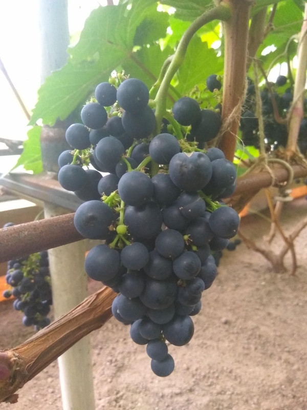 Сеянец Волкова 14-4-76 фото от 22.08.2018..