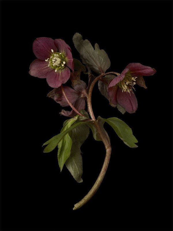 Plantus botanicus 1