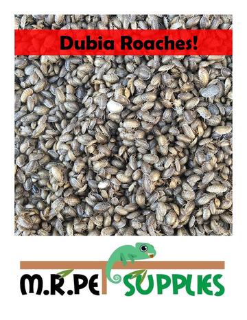 M.R. Pet Supplies mrpetsupplies.com Dubia Plus dubiaplus.com Size Chart